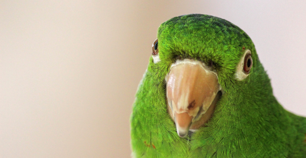 intoxicação aves