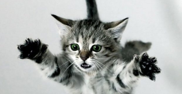 síndrome do gato paraquedista