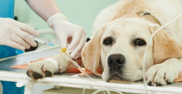 parvovirus