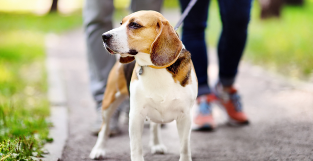 passeio com cães