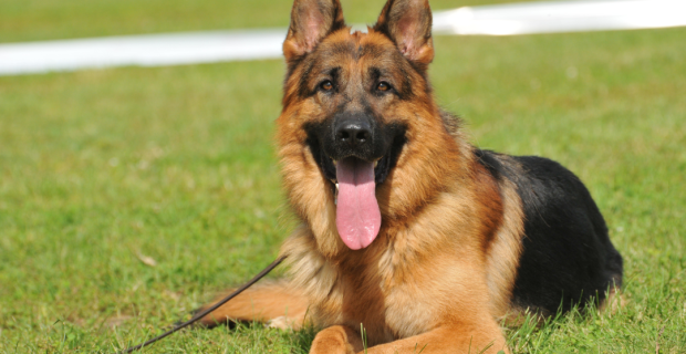 O que veremos sobre como lidar com cães com maiores chances de ataque a humano