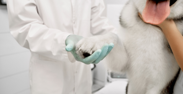 Julho Pet Articular Vetnil