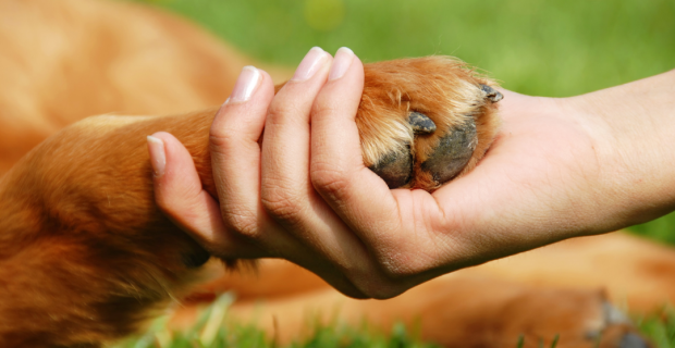 terapia assistida por animais ONG INATAA