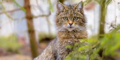 Peeking European wild cat
