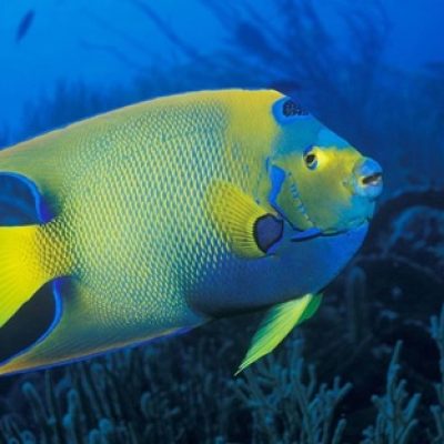 peixe