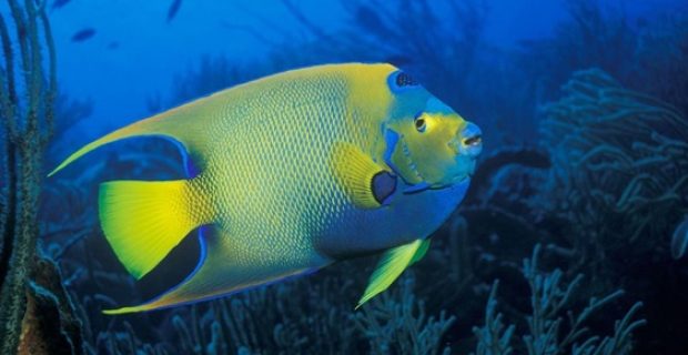 peixe