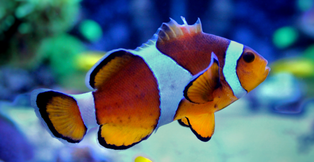 peixe