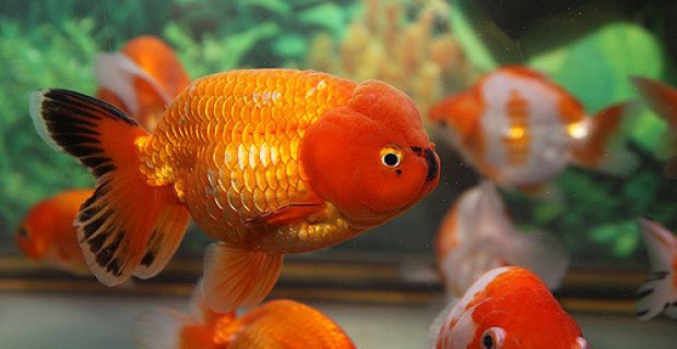 peixe