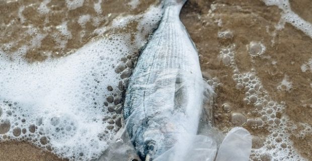 peixe