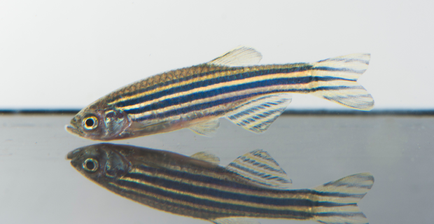 peixe-zebra