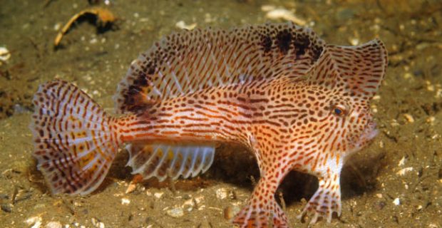 peixe_anda-1549901478