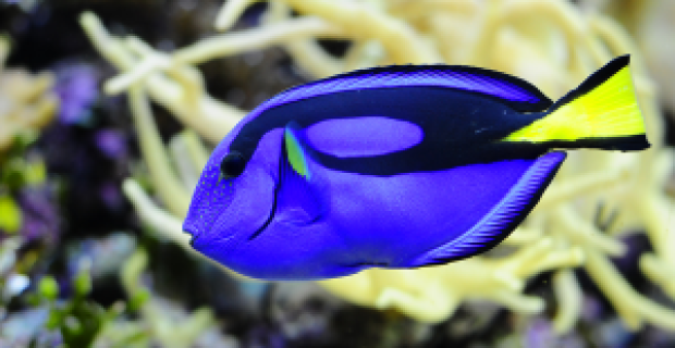 peixes