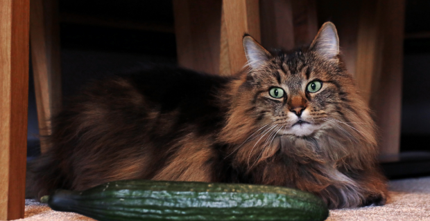 pepino