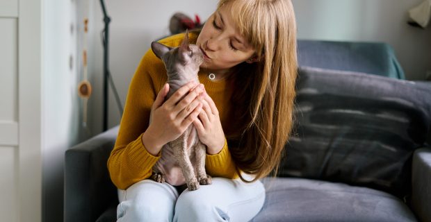 Pet-centric cat owner kissing bald sphynx gray cat. Petting on sofa. Petrenthood concept
