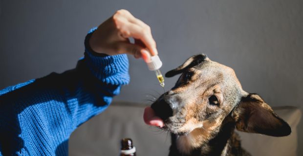 homeopatia