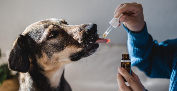 homeopatia