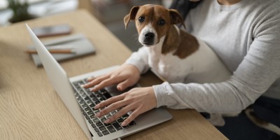 Quando a influência digital passa a disputar decisões sobre a saúde do pet