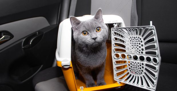 foto-gato