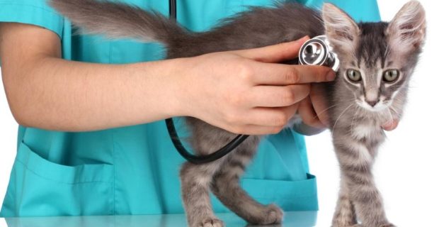 pet vet