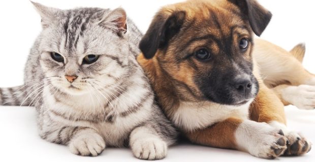 pet_1