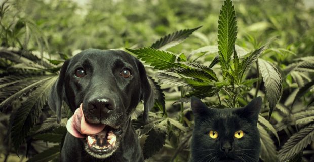 pet_cannabis_reproducao (1)
