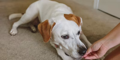 PETISCOS PARA CÃES E GATOS: UM OLHAR CRÍTICO SOBRE IMPLICAÇÕES NUTRICIONAIS E DESAFIOS REGULATÓRIOS