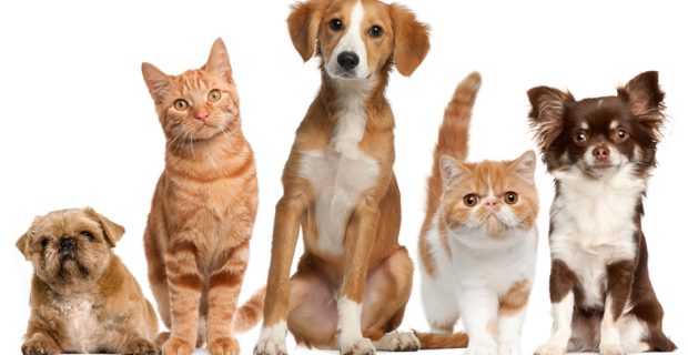 pets-1554735594