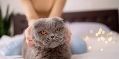 Enriquecimento ambiental e cortisol fecal em gatos