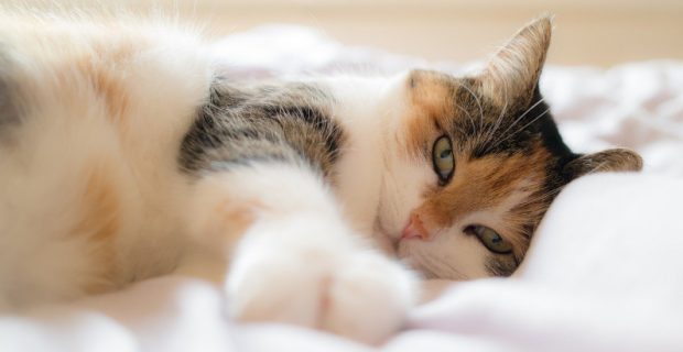 pets