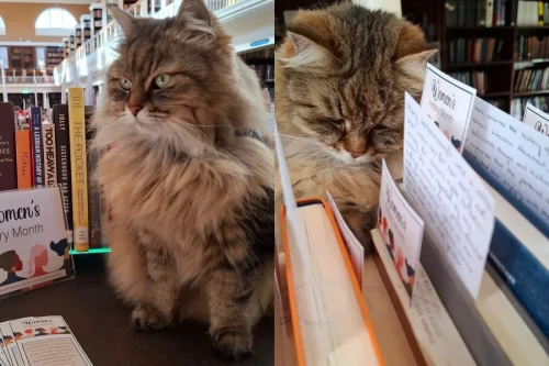 Gato “bibliotecário” vira apoio emocional para estudantes em Oxford