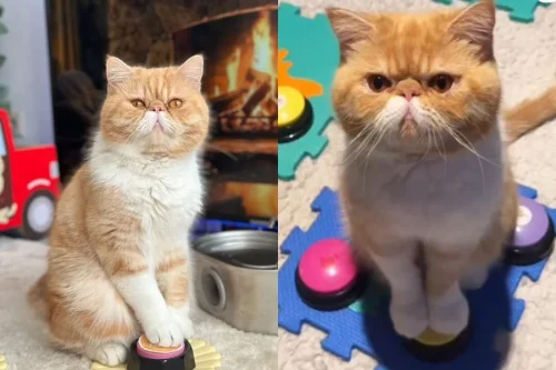 Gato vidente viraliza nas redes ao “responder” sobre ciência e futuro com painel de botões