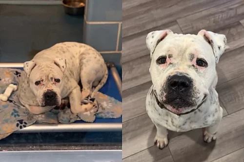 De “cão mais triste” a companheiro inseparável: adoção revela surpresa emocionante