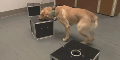 Cães são treinados para detectar câncer silencioso em outros cães