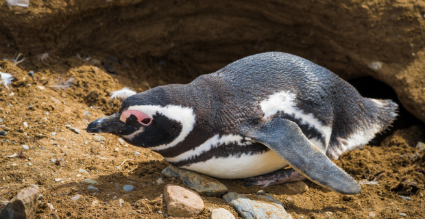 pinguim-de-magalhães