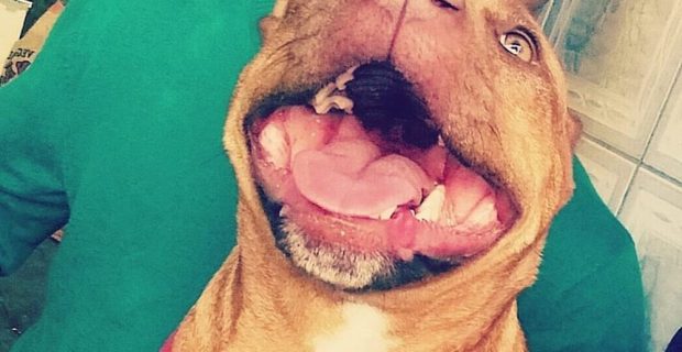 pitbull