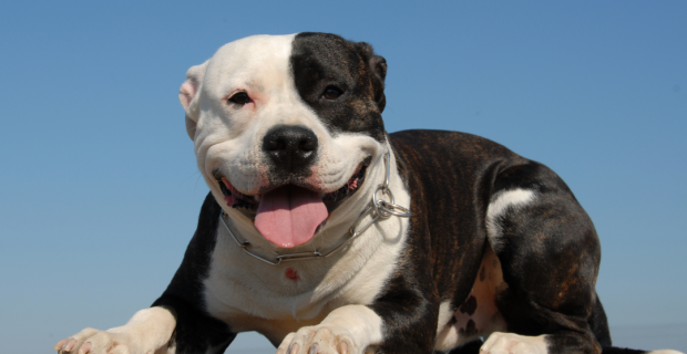 Pitbull