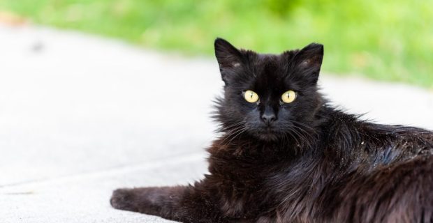 Caspa em gatos tem tratamento e precisa de atenção dos tutores