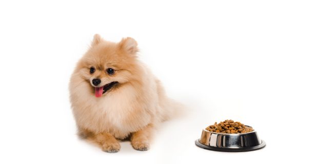 pomeranian spitz near bowl with dog food on white