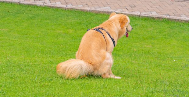 pooping dog, funny photo of dogs