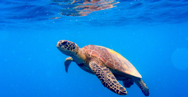 populac3a7c3a3o-de-tartarugas-marinhas-voltou-a-aumentar-em-todo-o-mundo1