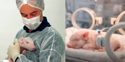 Brasil alcança marco inédito com nascimento do primeiro porco clonado para pesquisas médicas