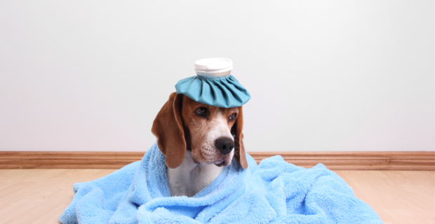 Cães possuem temperatura ideal e tutores precisam ficar atentos