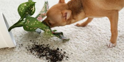 cachorro e plantas