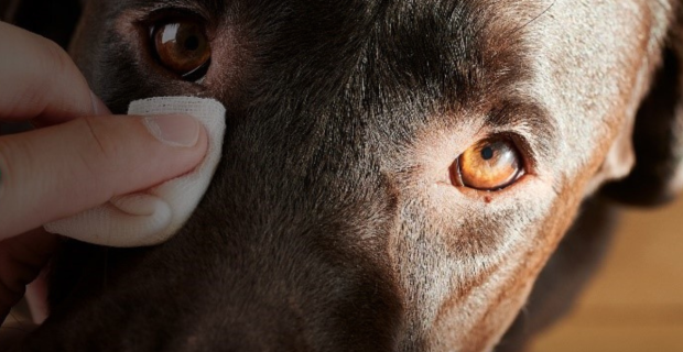 Vetnil® reforça a importância da higiene ao redor dos olhos dos pets