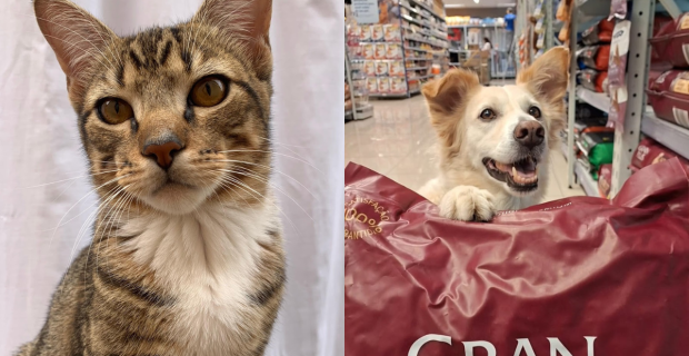Pets assumem cargo de experts na GranPlus  