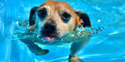 cão piscina