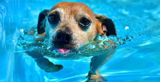 cão piscina