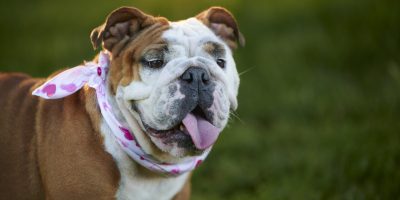 Perda de peso pode melhorar a respiração de cães braquicéfalos, aponta estudo