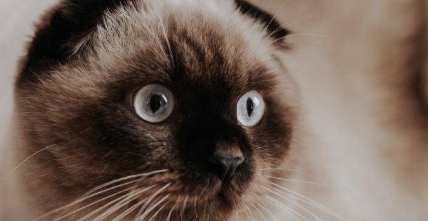 Portrait cat