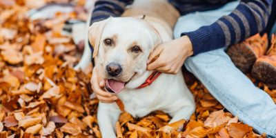 Outono e suas alergias: quais cuidados tomar com os animais durante a estação
